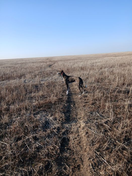 Собака . Грейхорт