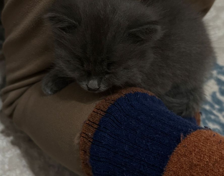 Котёнок девочка даром