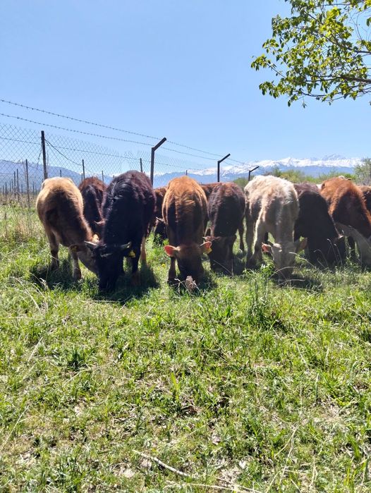 Продаются бычки .