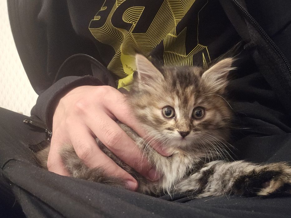 Котенок, 2 месяца, отдаем в добрые руки