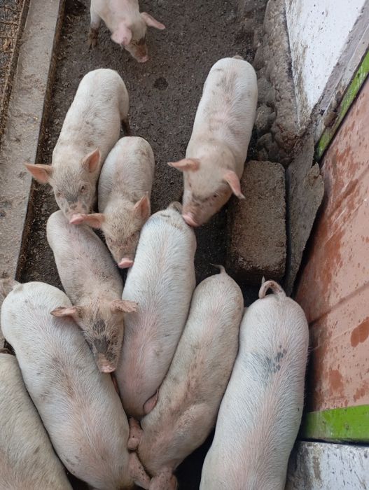 Продаются Поросята