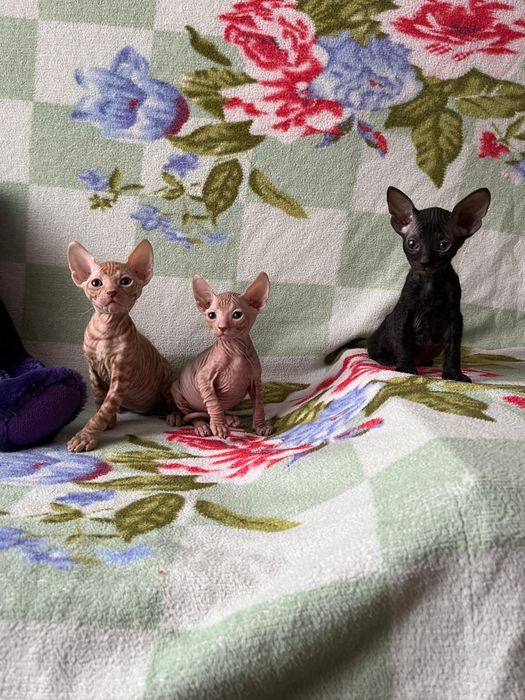 Донской сфинкс котята