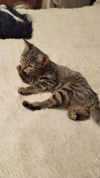 Отдам котят в хорошие руки