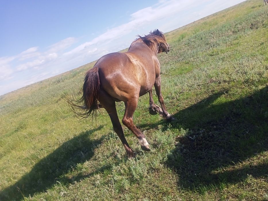 Продам кабылка 5 летка и 4 лет .