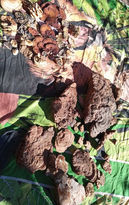 Ciuperci medicinale anti-cancer Polyporus/Daedaleopsis/Trametes