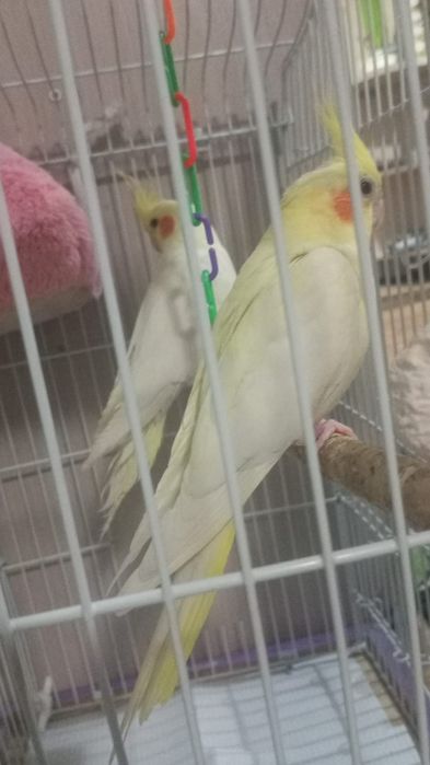 Карелла 2штук.клетка дом