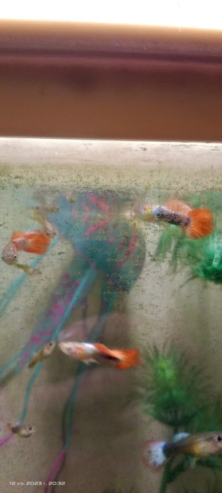 Продам гуппи красивых