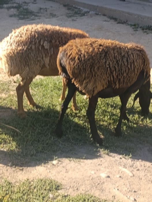 Арашан, гисар матки