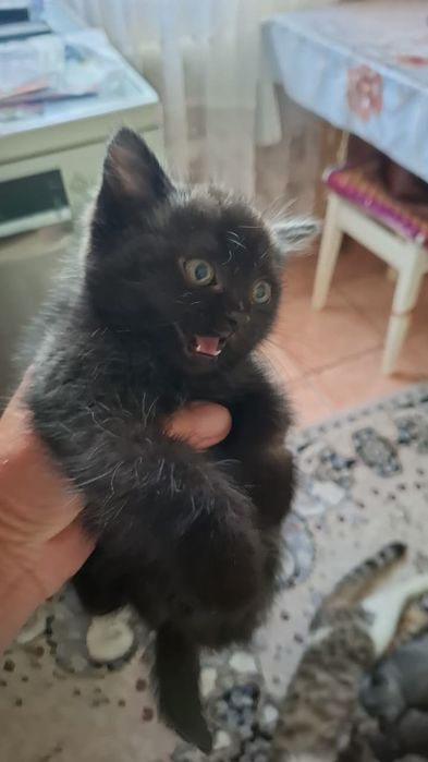 Ласковые котята отдадим в добрые руки