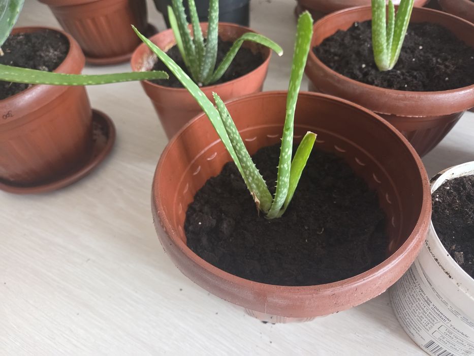 Алоэ-Вера, цветы