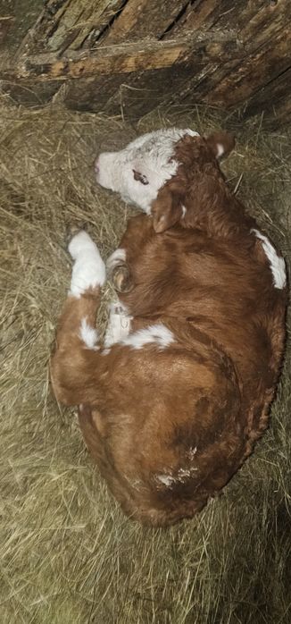 Продам телят бычков две головы