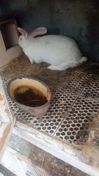 Продаю кроликов на мясо молодые