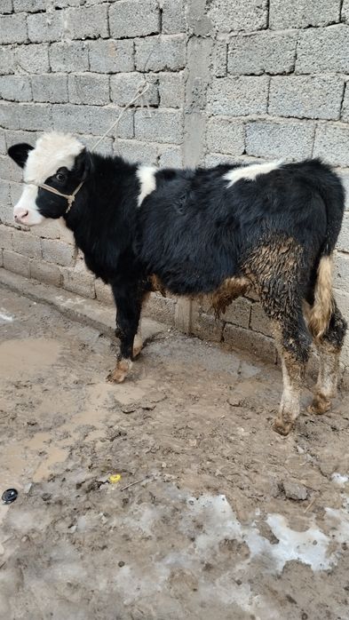 2 ta gibrit buqalar sotiladi