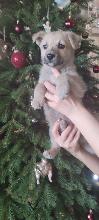 Щенок с доставкой в новый дом