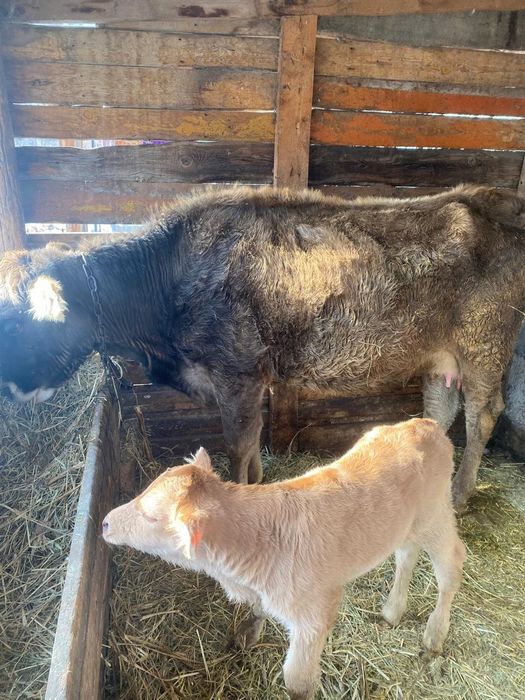 Продам корову с теленком