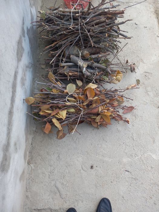 Mayda  shoxli  otila bor  tadir bob otilaa