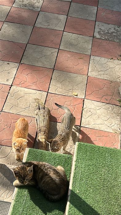 Котята бесплатно