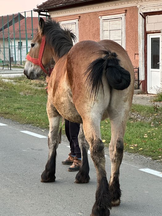 Vând manza ardeneză de un an și două luni
