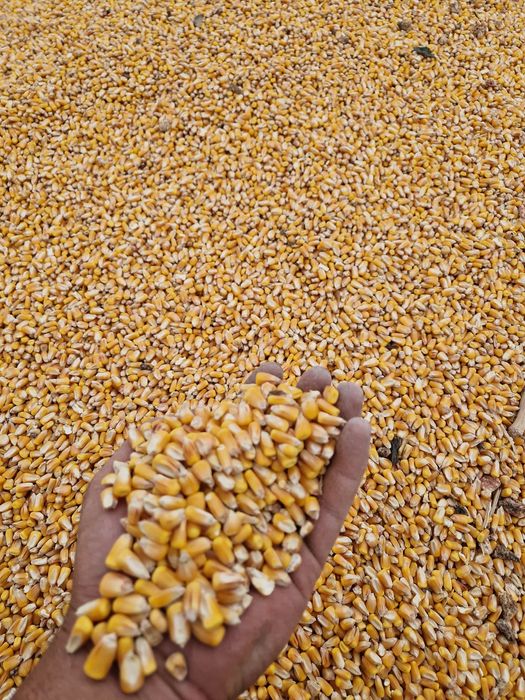 Vând boabe porumb