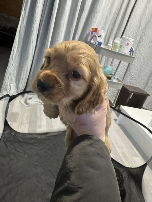 Кученца кокер шпаньол