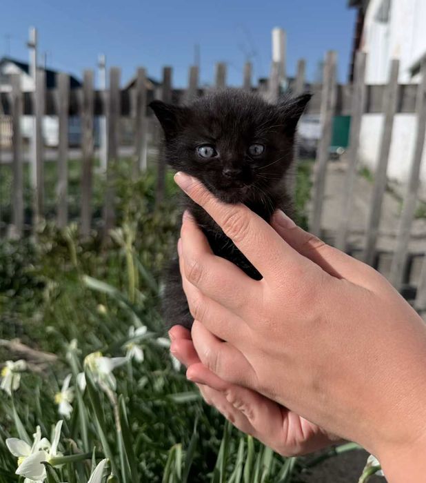 Черный котик ищет семью