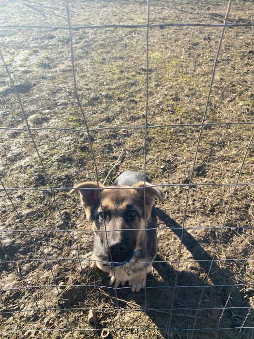 Vand caine ciobanesc german de 4 luni si jumatate