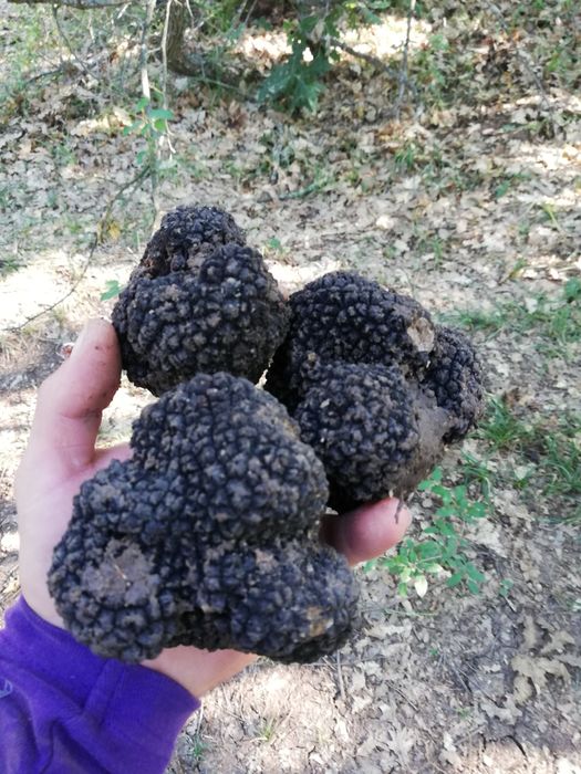 Пресни трюфели  за консумация и обучение