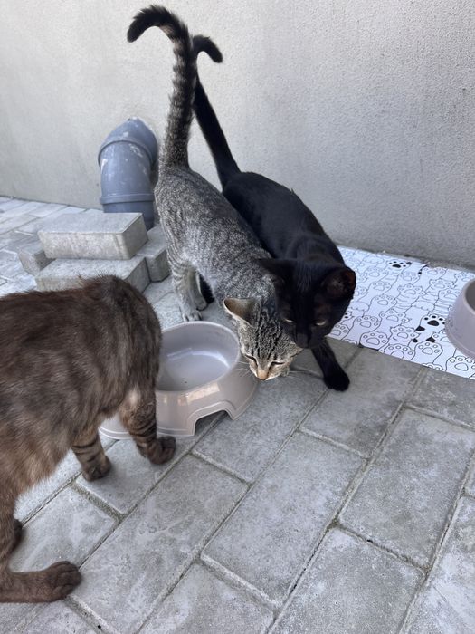 Gratuit 3 pisici
