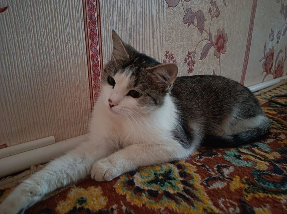 Кошка ищет любящую семью