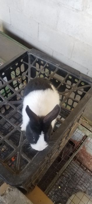 Quyon sotiladi samka 2 oylikdan o'tkan Farg'ona Quva