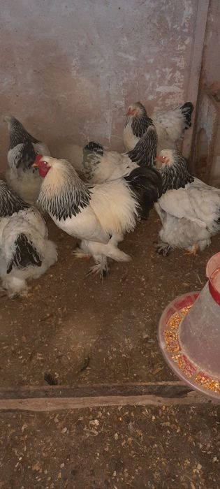 Disponibil pasari brahma, ouă și puișori