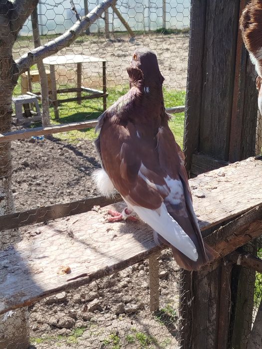 Американски Кинг