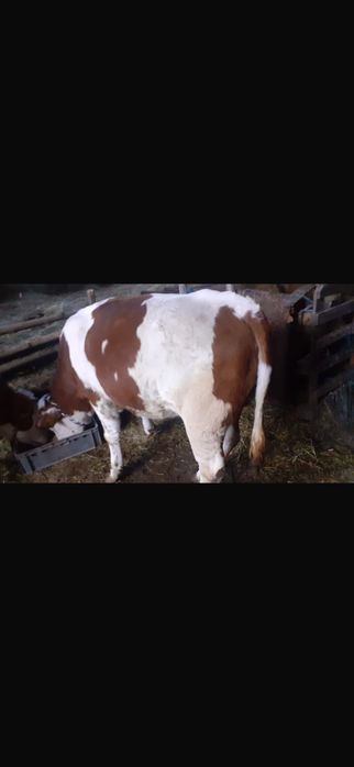 Vând viței bălțați