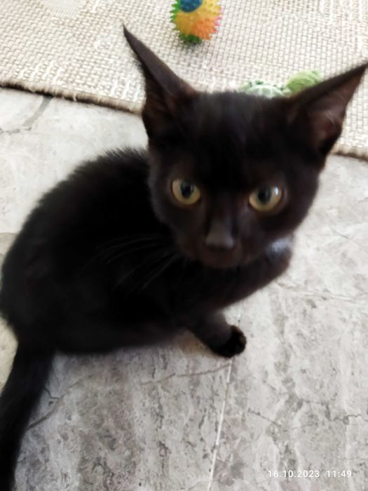 Передержка кошек