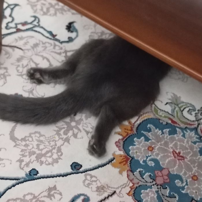 кот веслаухий  домашний