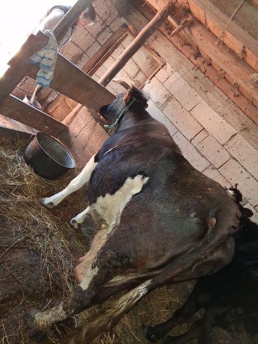 Vaca gestanta de vanzare