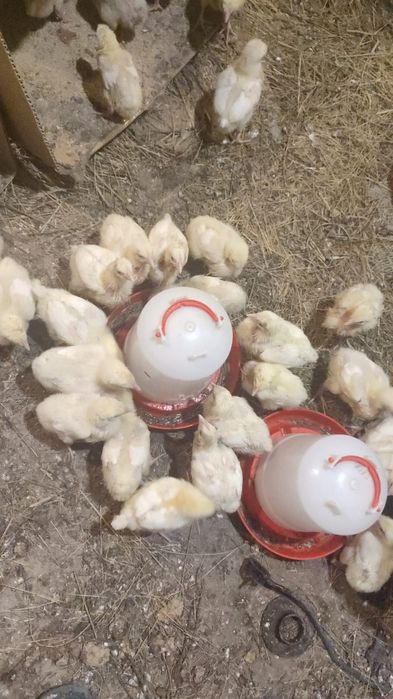 Бройлер, бройлерные цыплята Росс 308