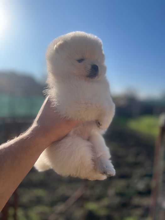 Мини померанчета