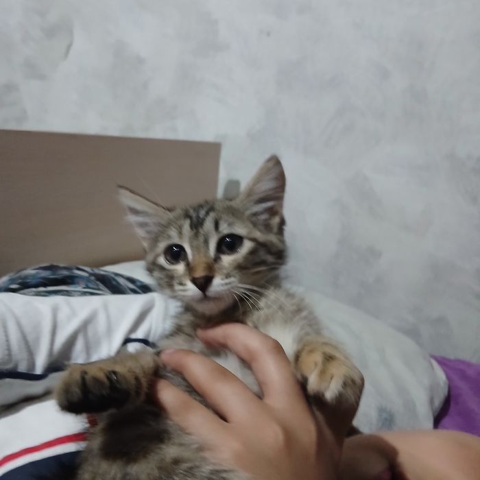 Отдам котёночка милашку