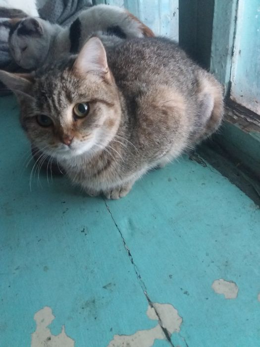 Кошка СТЕРИЛИЗованая