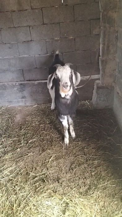 Теке анасы англо нуби