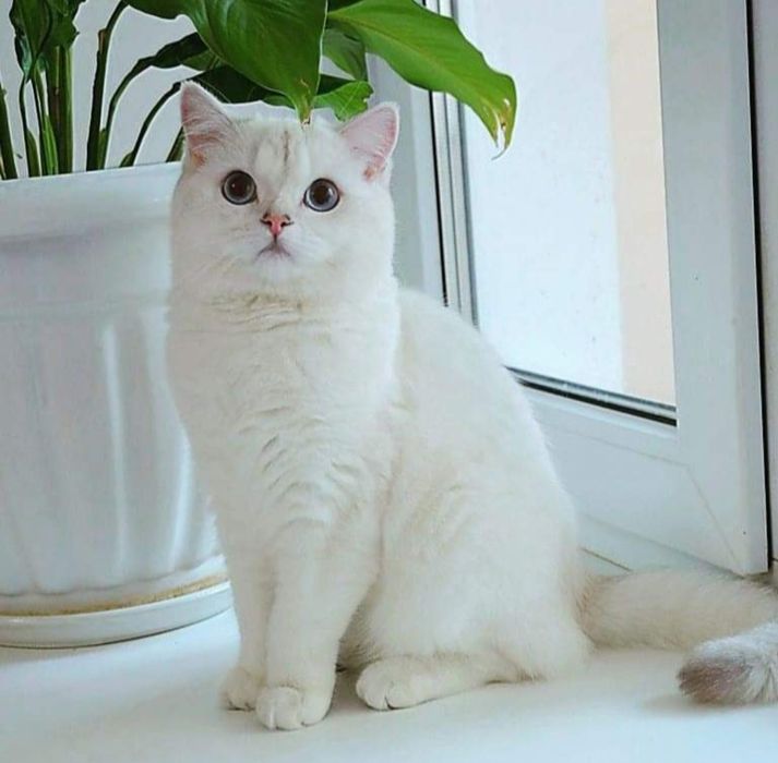 Кошка шиншилла пойнт