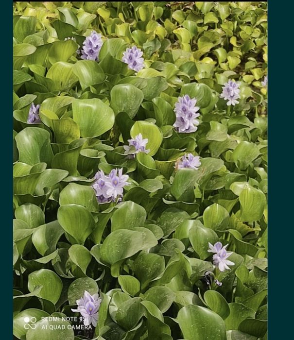 Эйхорния водяной кувшинка гиацинт