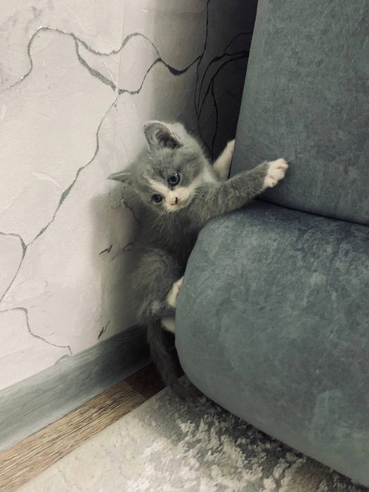 Scotish Strayt 2 oylik toza qon.