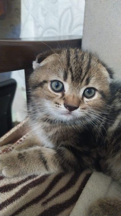 котенок шотландский  страйт