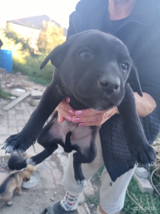 Отдам в добрые руки щенят