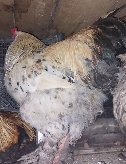 Продам молодых петушков