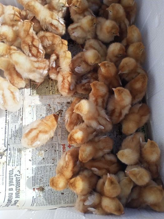 Продам цыплят ломан браун