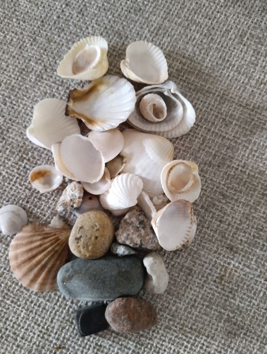 Ракушки из трёх морей и океана