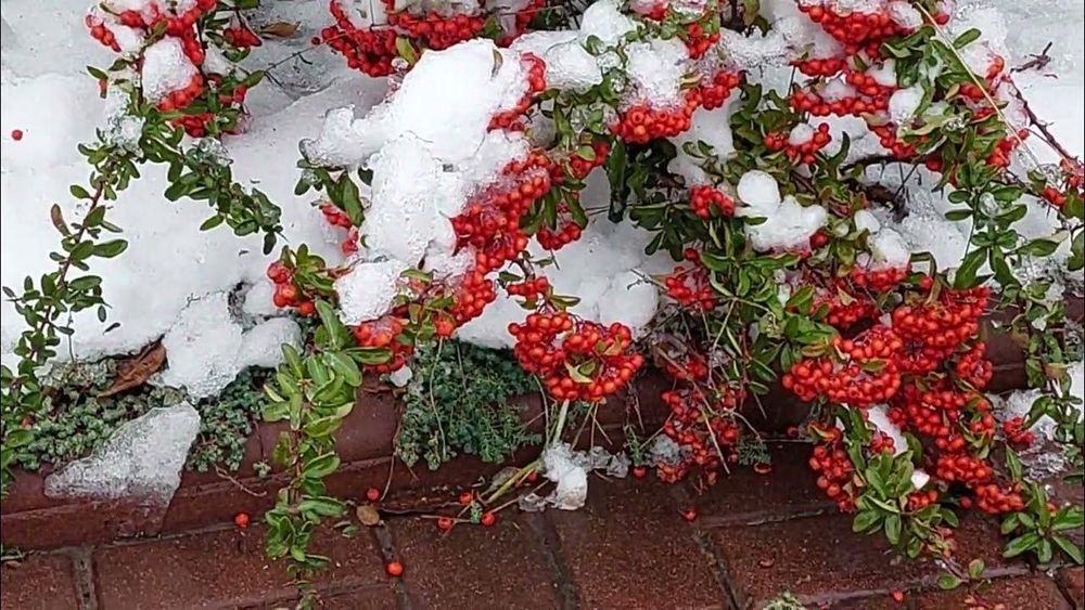 Пироканта кучатлари оптом